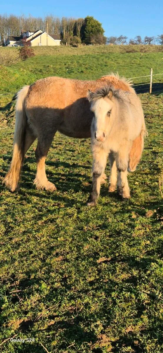 Mare and foal - Image 4