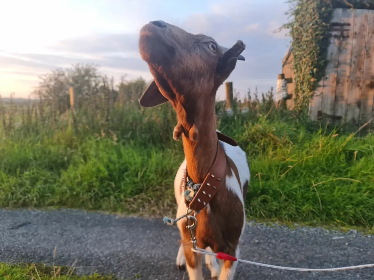 Saanen x boer goat - Image 2