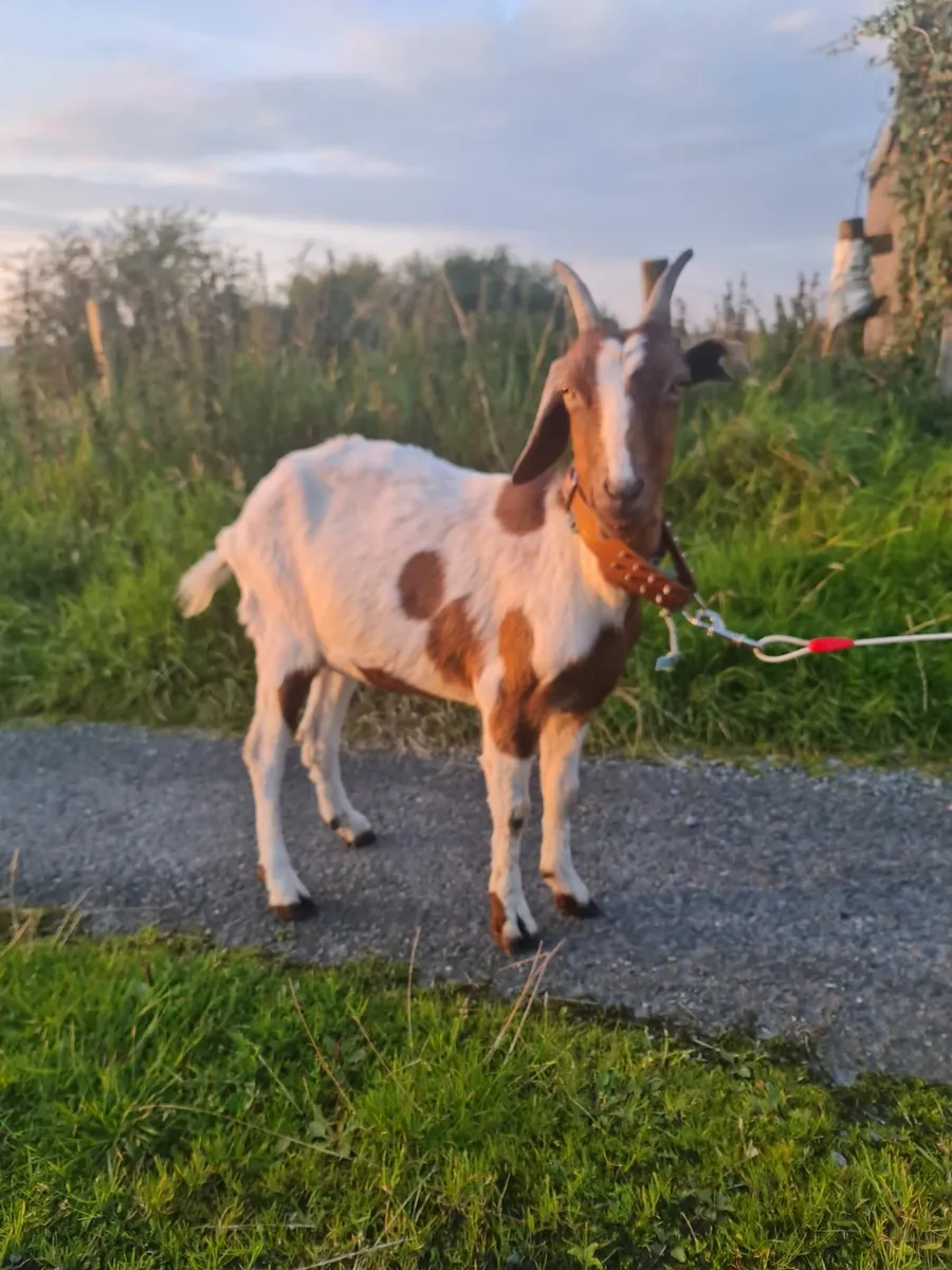 Saanen x boer goat - Image 1