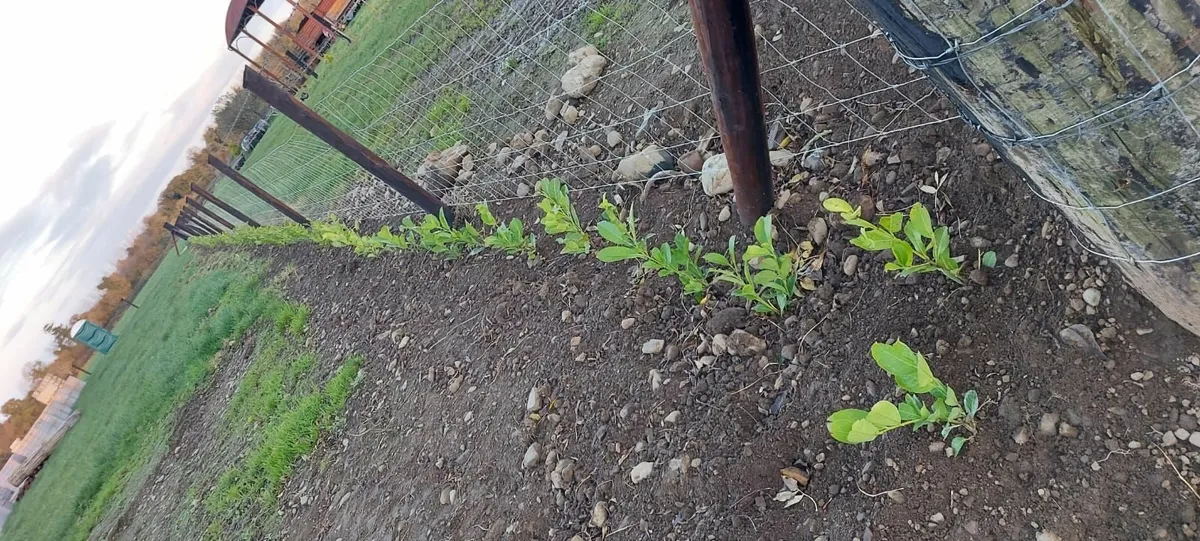 Laurel Hedging - Image 3