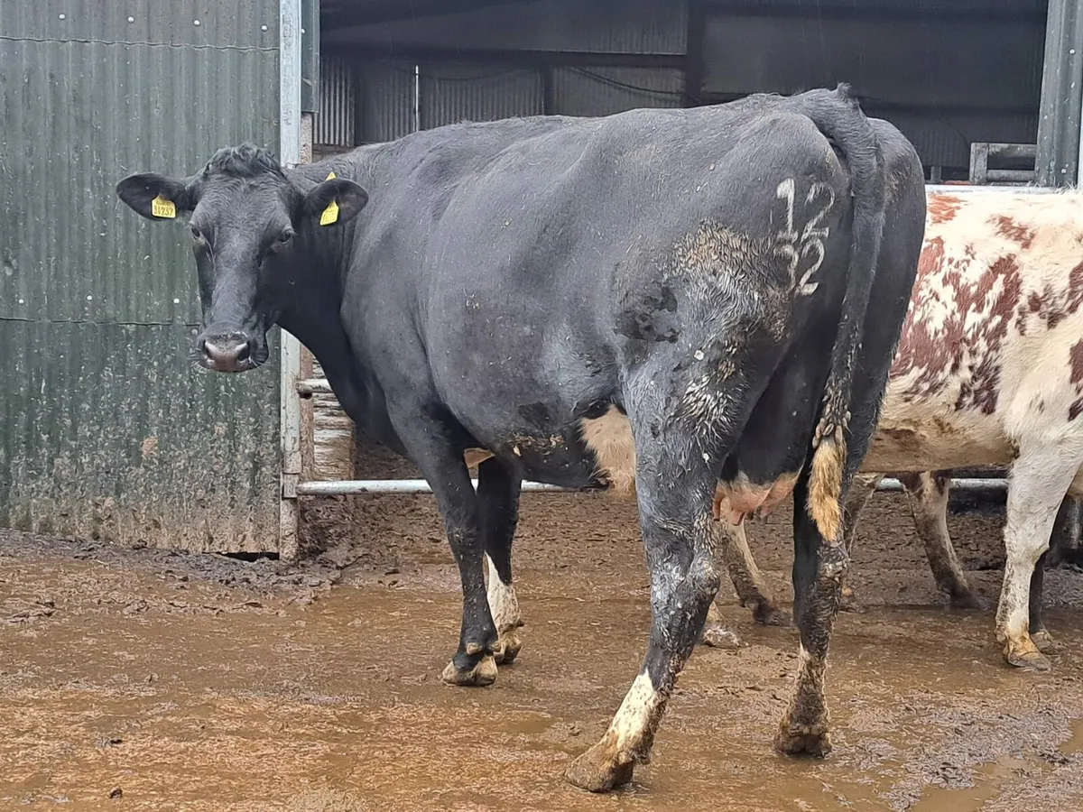 Complete Dairy clearance Bridepark herd 100 head - Image 2