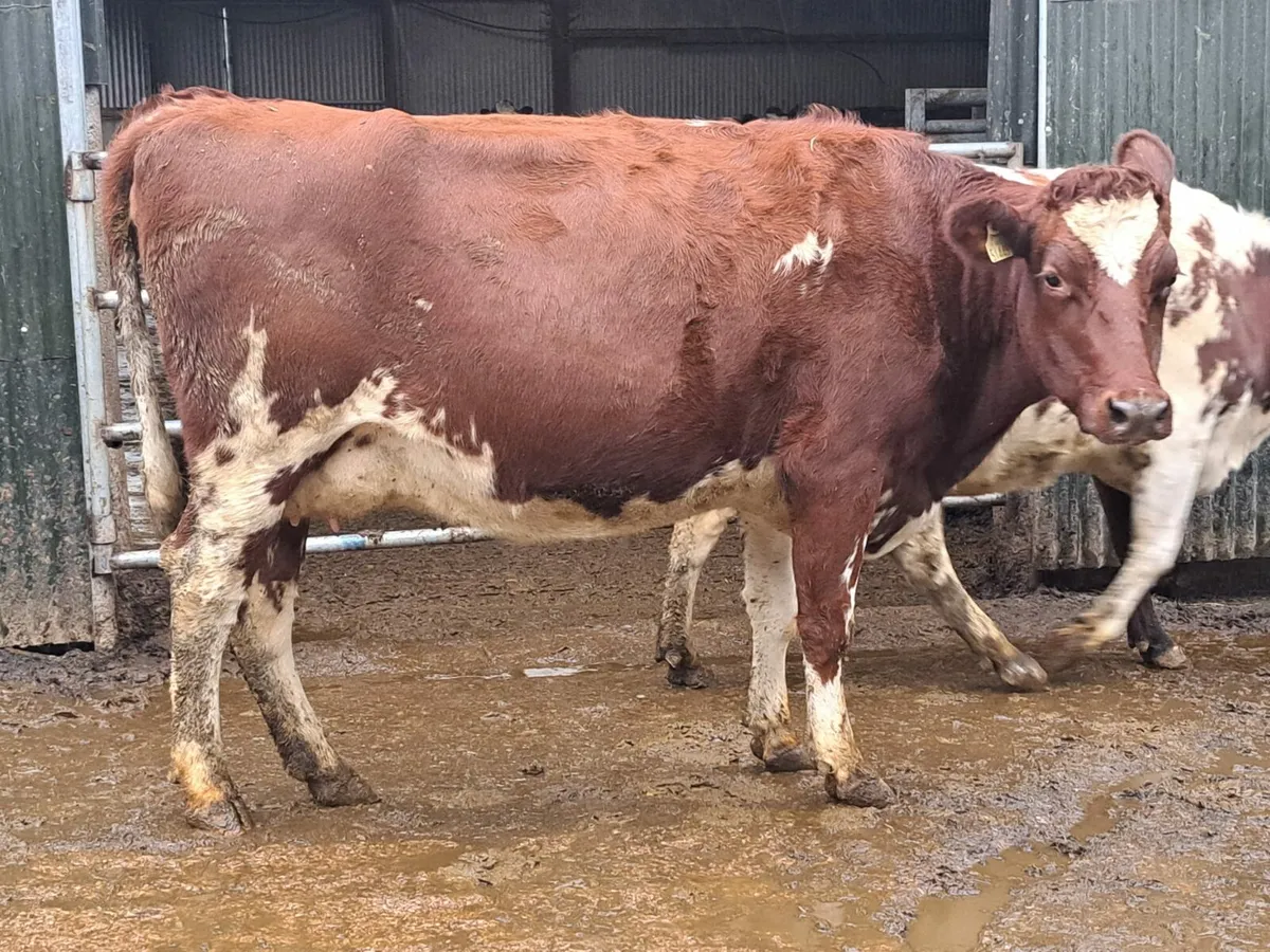 Complete Dairy clearance Bridepark herd 100 head - Image 4