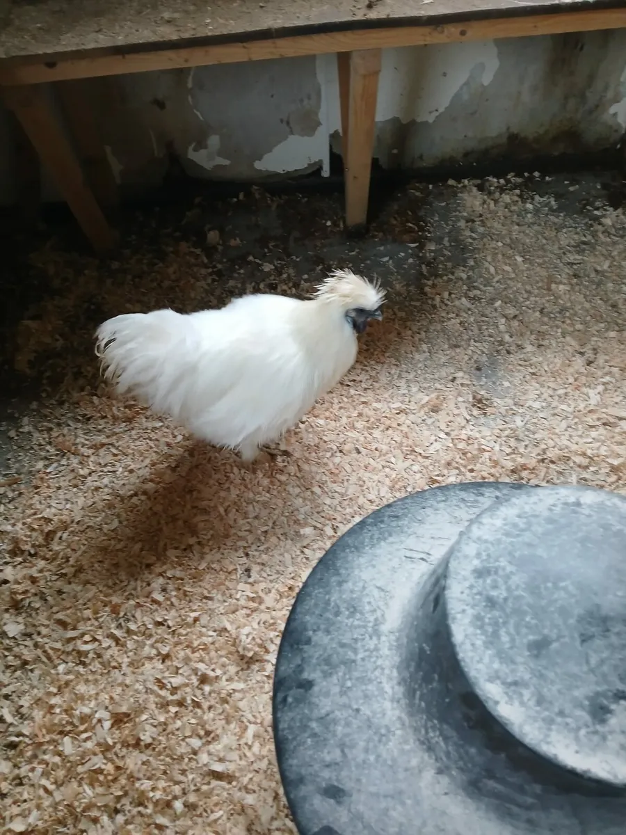 Silkie hens and roosters - Image 4