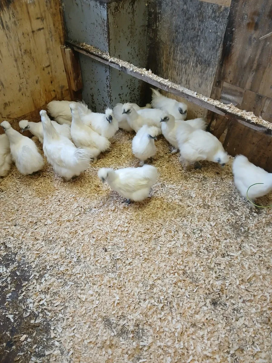 Silkie hens and roosters - Image 1