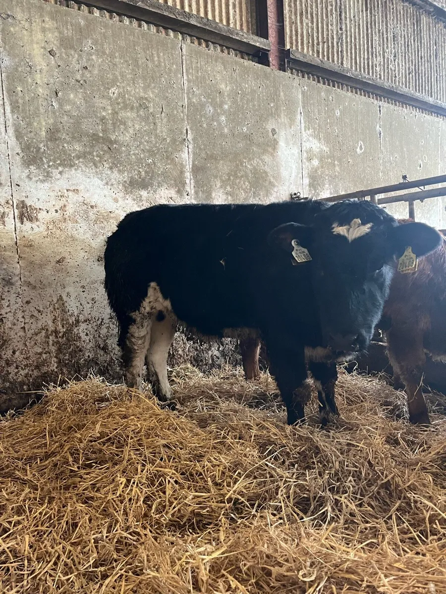Organic Hiefer weanlings - Ballina mart - Image 2