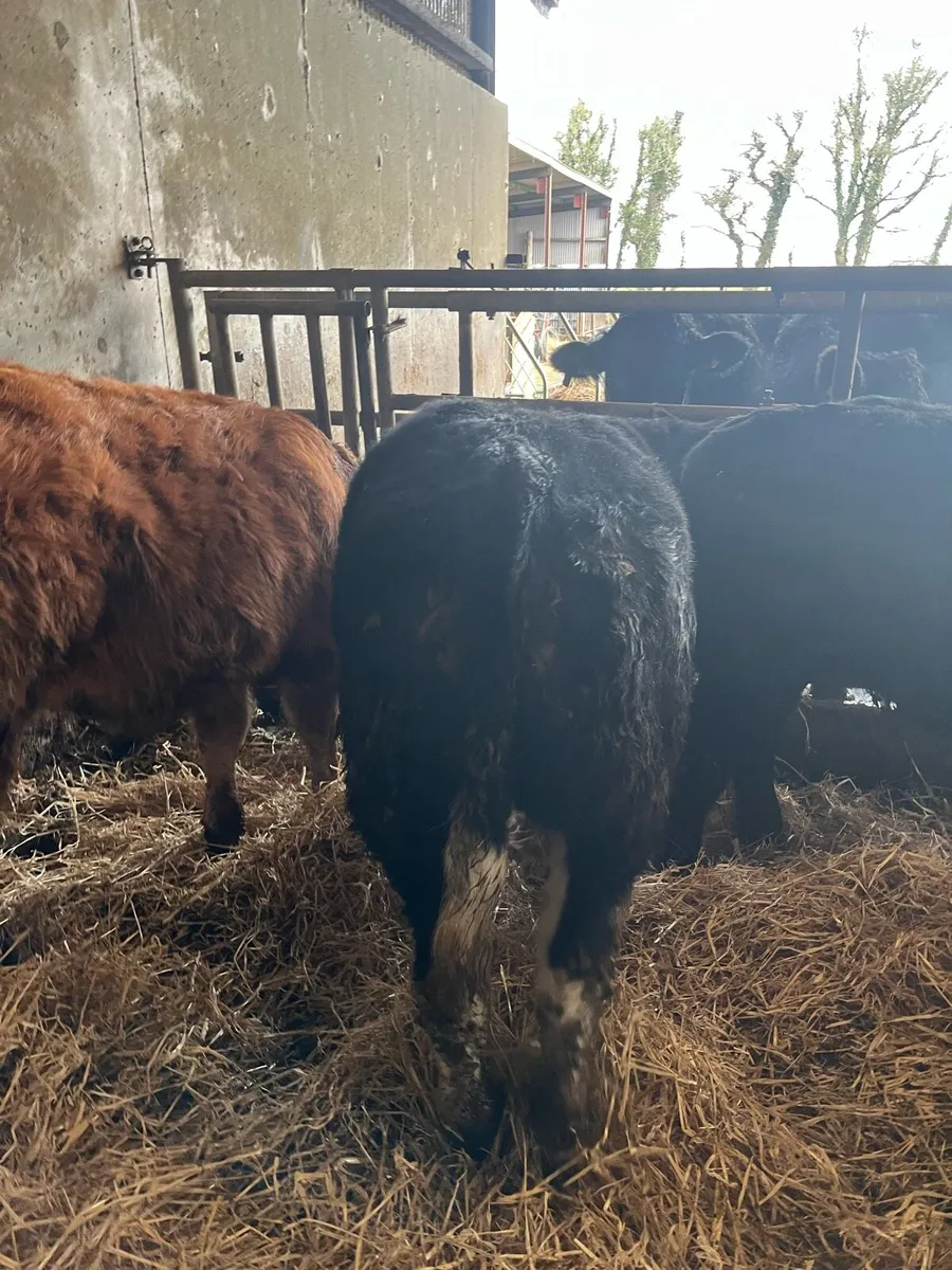 Organic Hiefer weanlings - Ballina mart - Image 4
