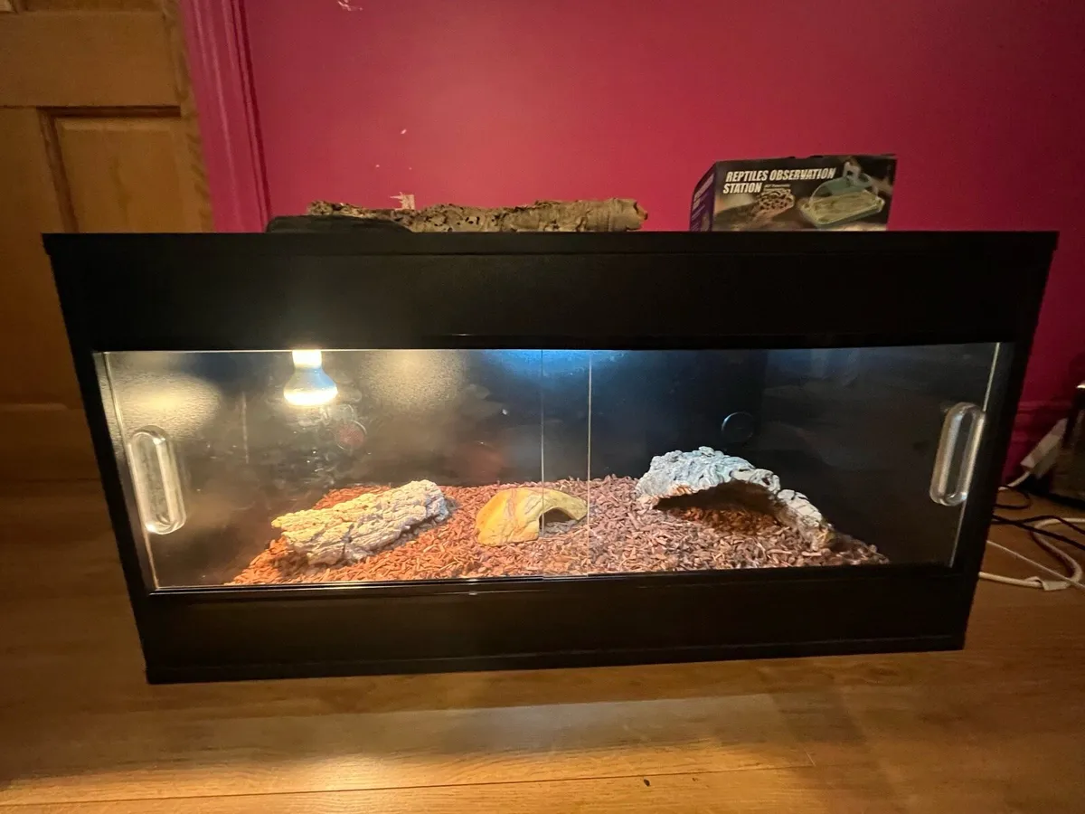 Reptile Vivarium - Like New! - Image 2