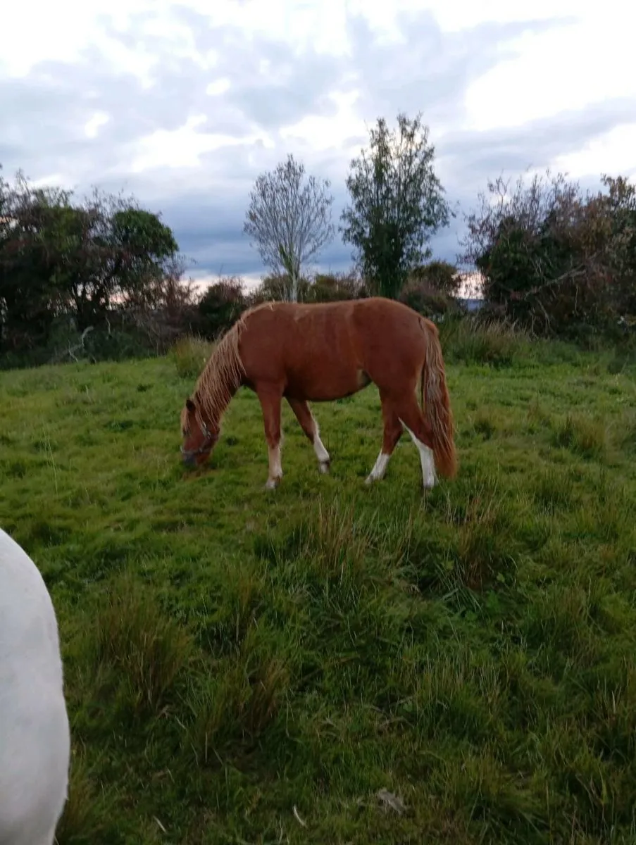3yr Old Chestnut Connemara Filly - Image 3