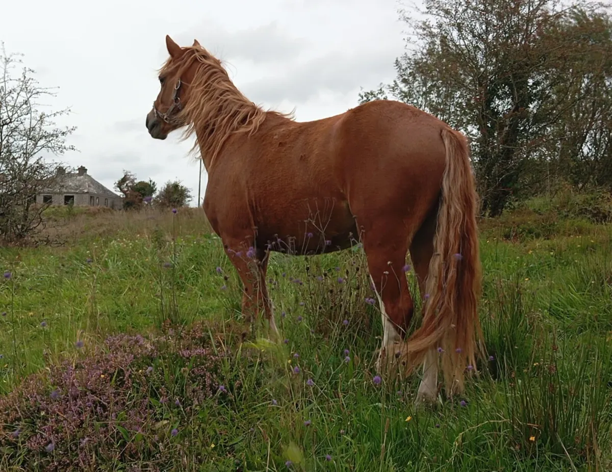 3yr Old Chestnut Connemara Filly - Image 1