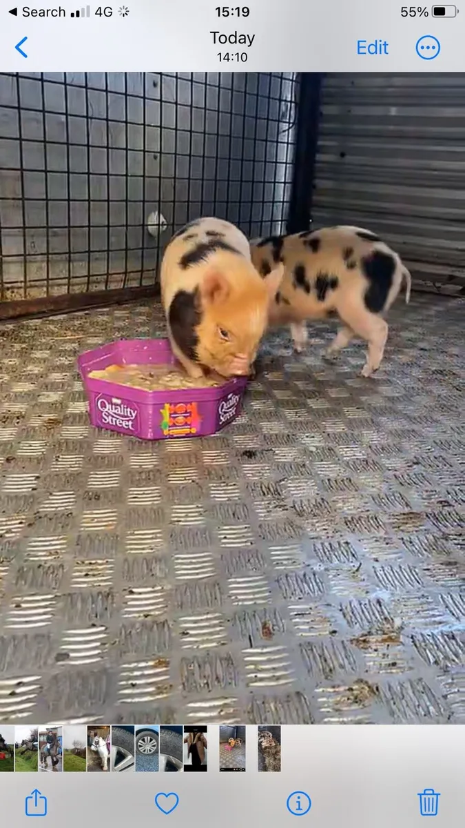 Tiny kune kune piglets - Image 1