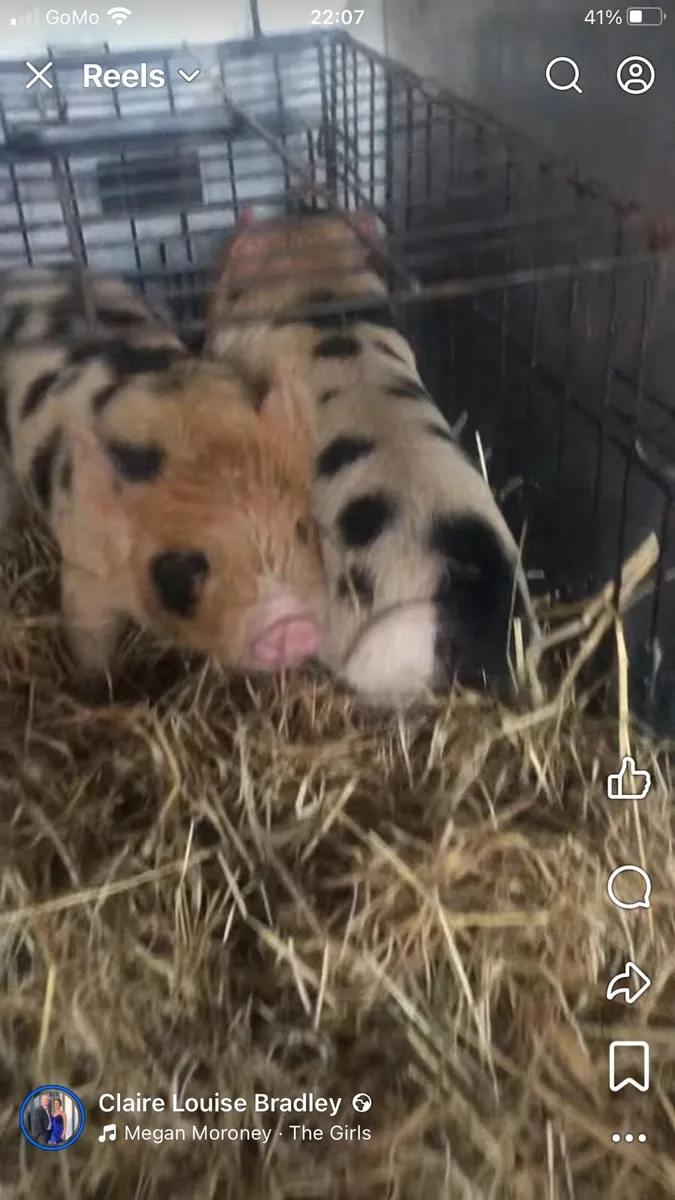 Tiny kune kune piglets - Image 2