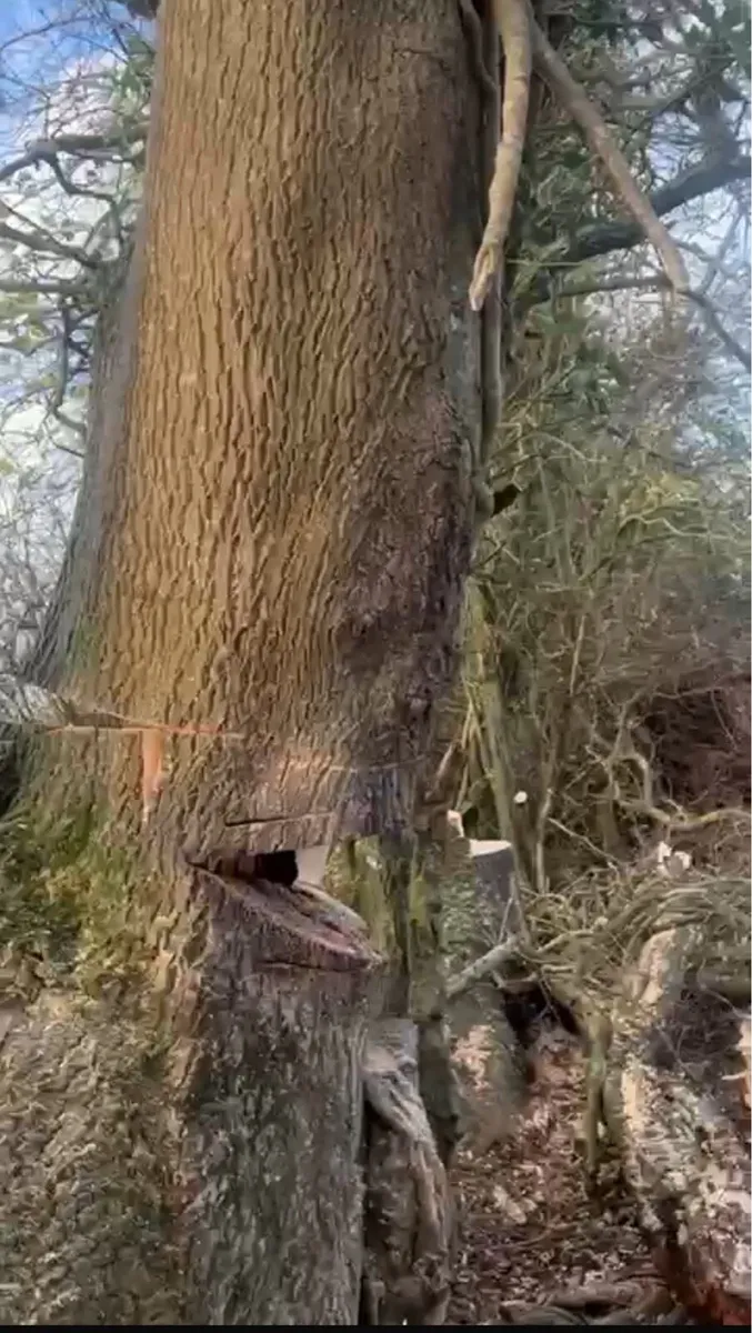 Garden tree removal - Image 1