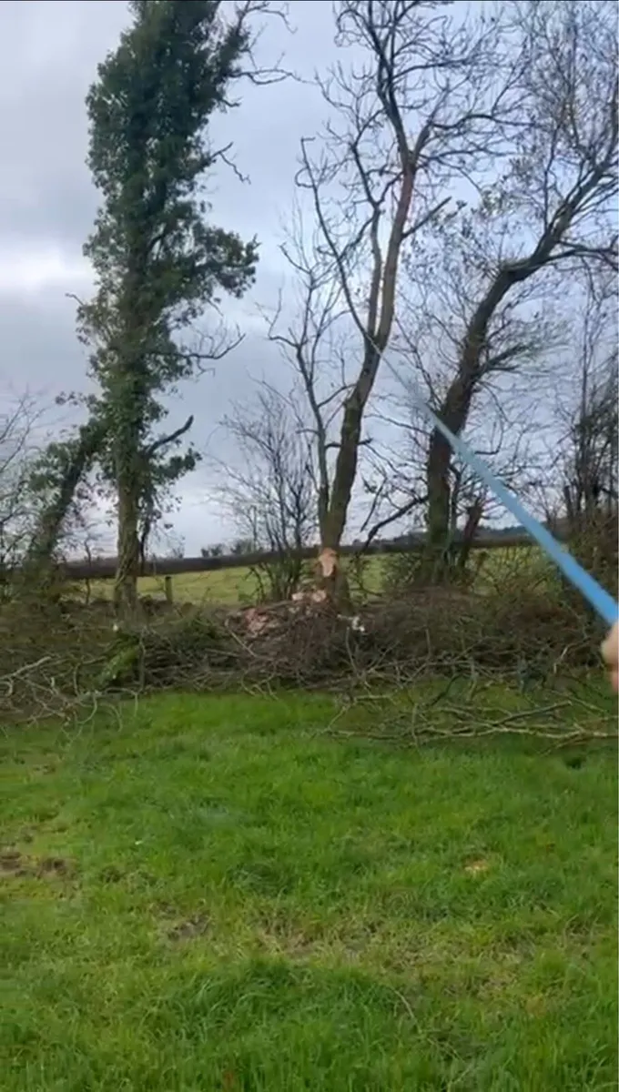 Garden tree removal - Image 2