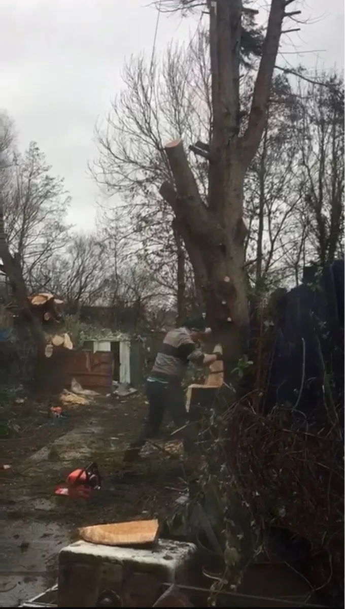 Garden tree removal - Image 3