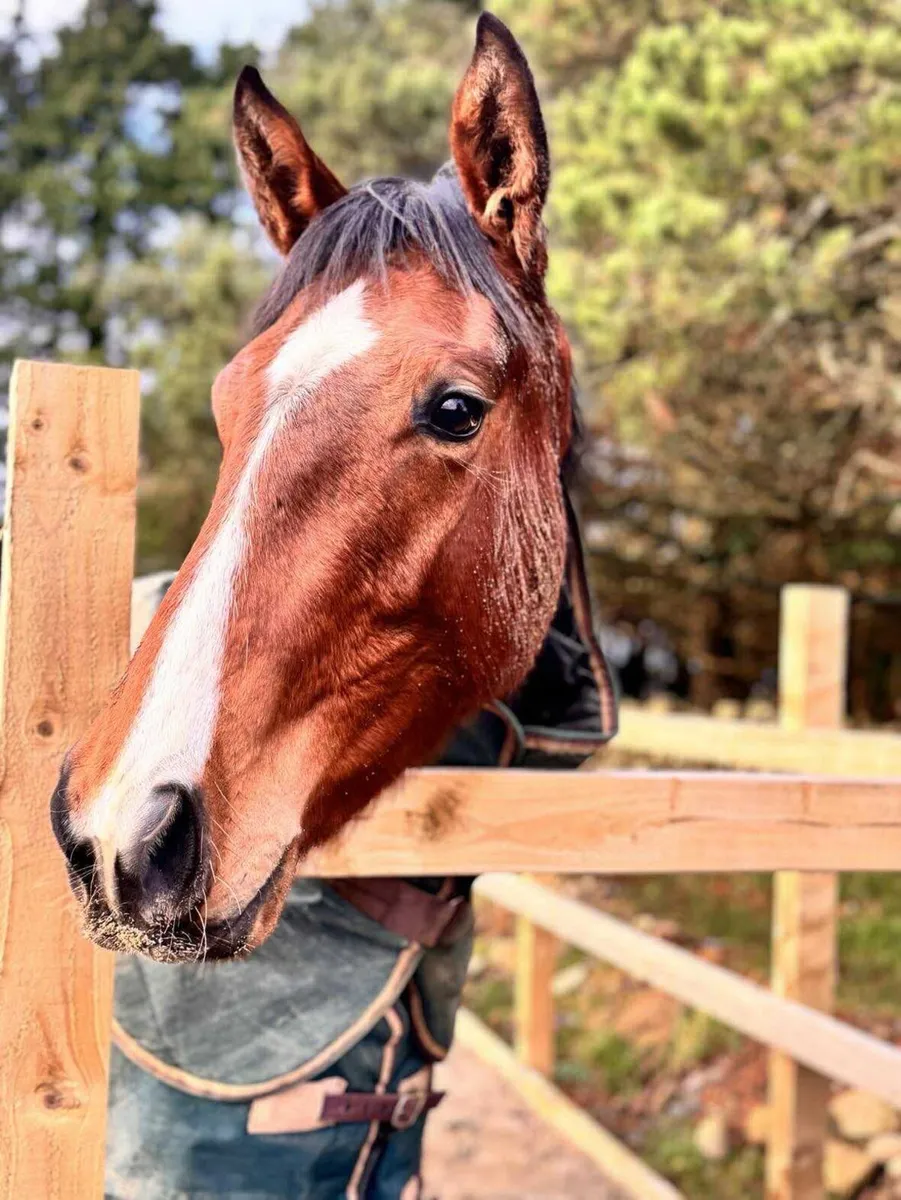 2 yr old filly - Image 1