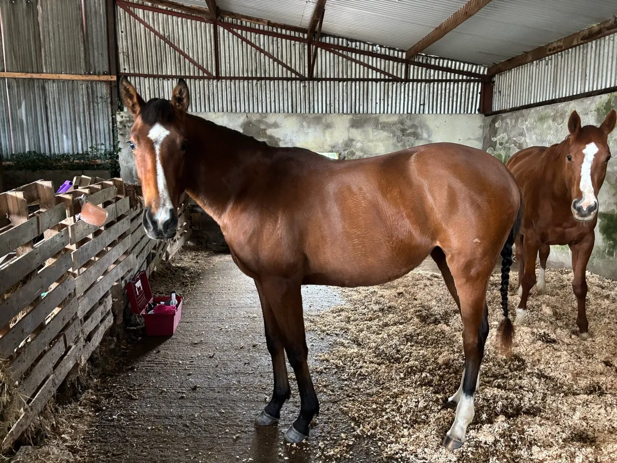 2 yr old filly - Image 2