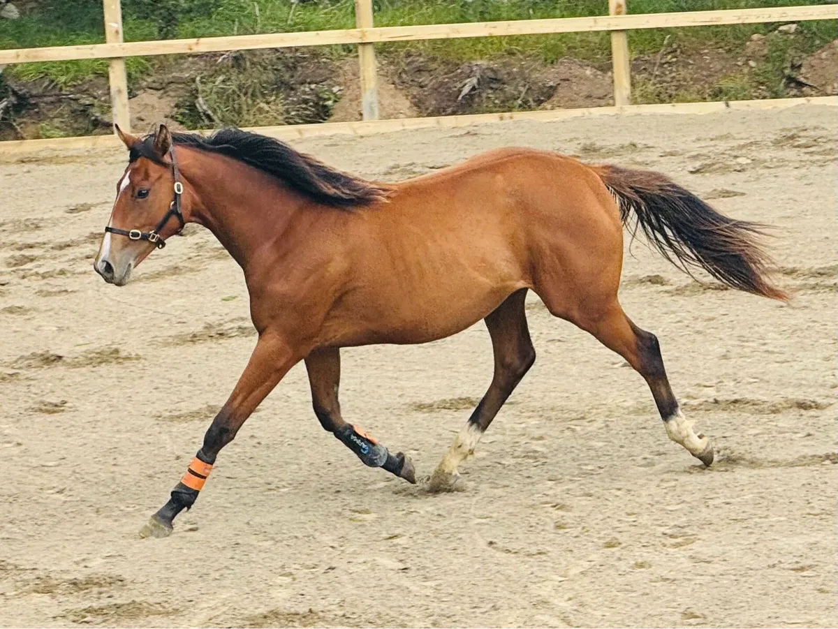 2 yr old filly - Image 4