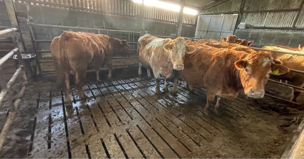 26 Top Quality Sucklers Saturday 17th - Image 2