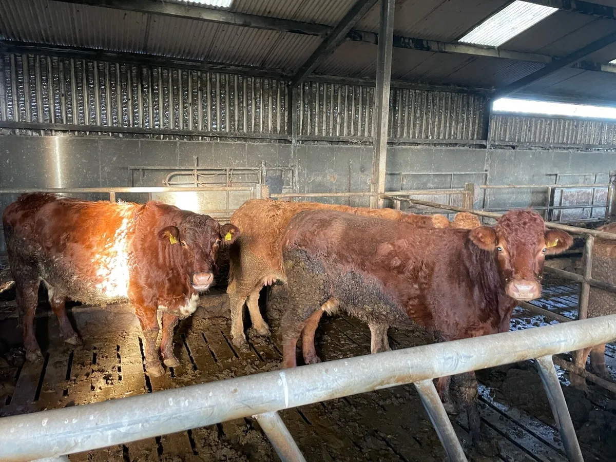 26 Top Quality Sucklers Saturday 17th - Image 3