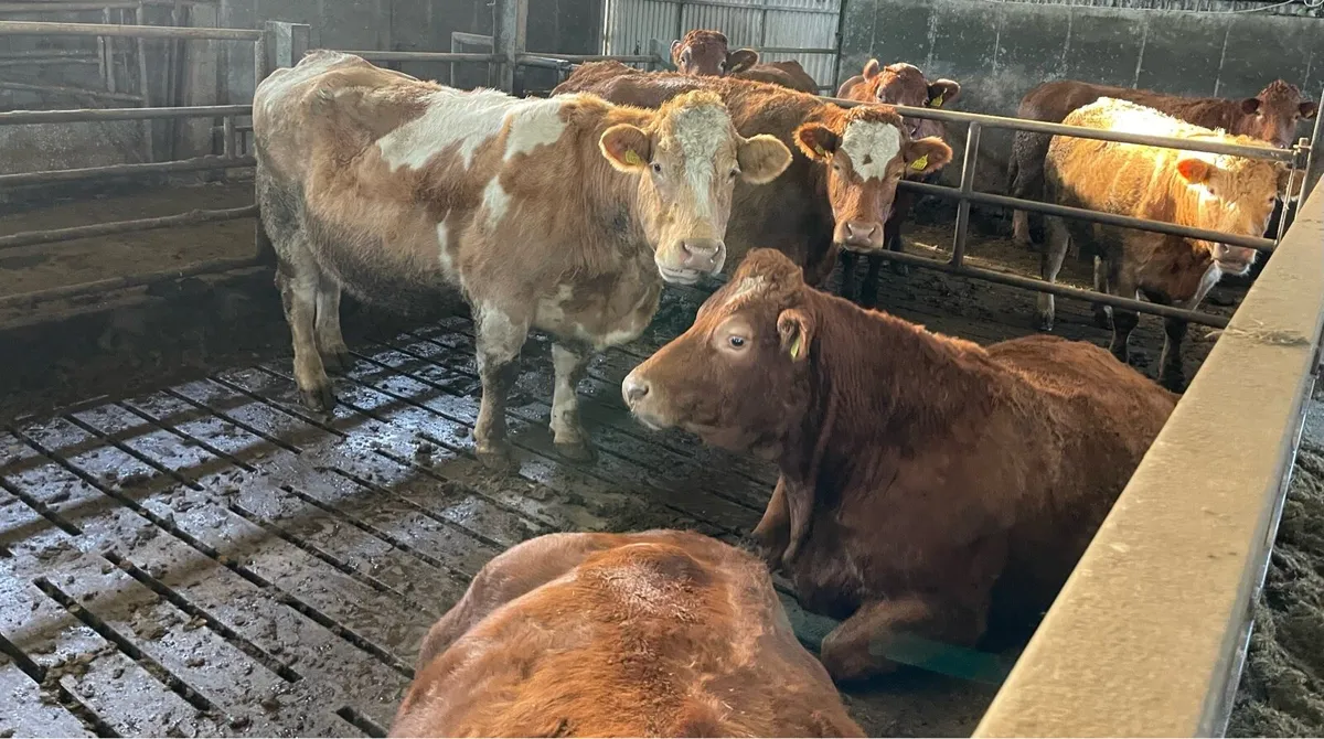 26 Top Quality Sucklers Saturday 17th - Image 4