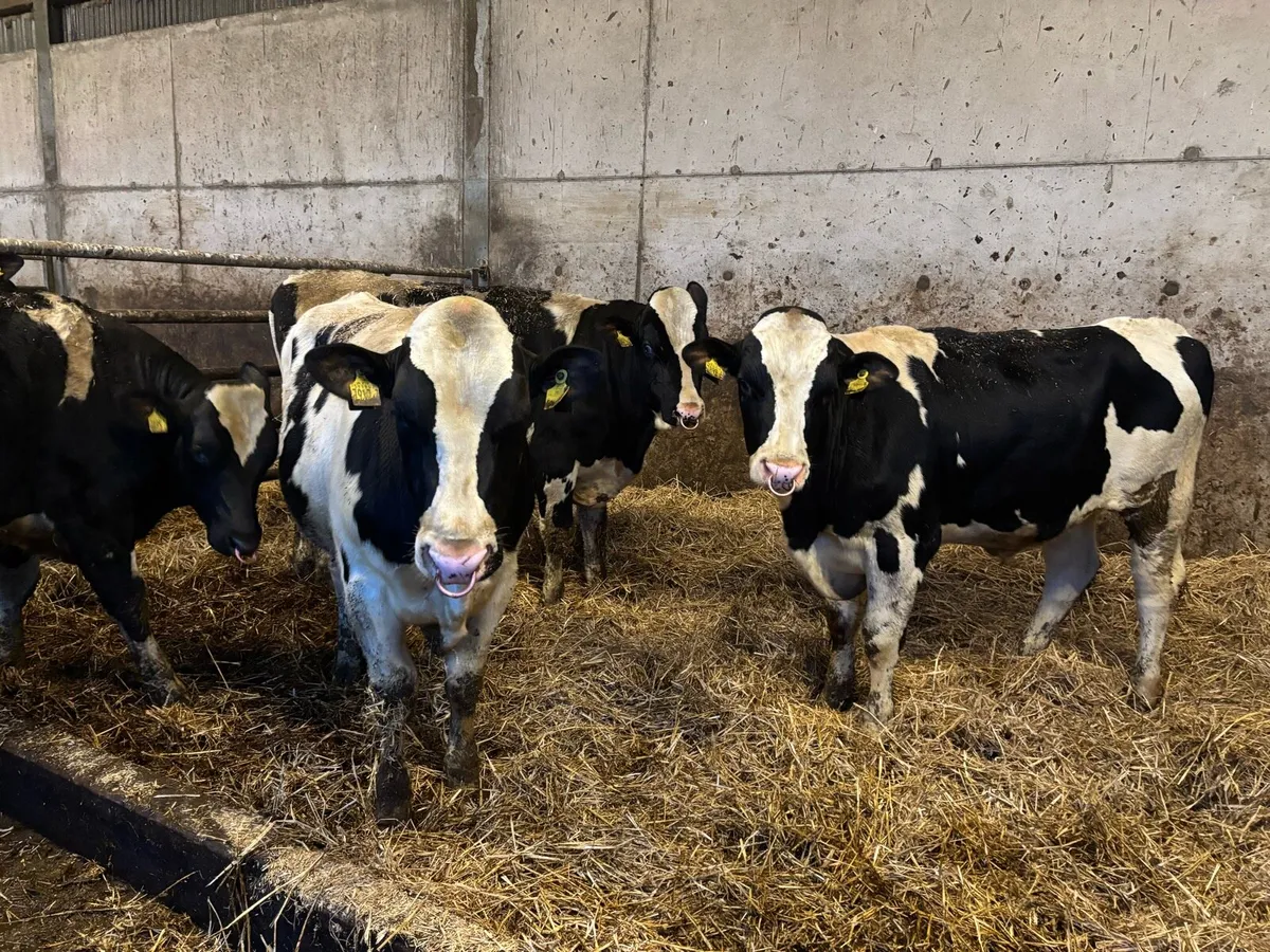 Pedigree Holstein Bulls - Image 1