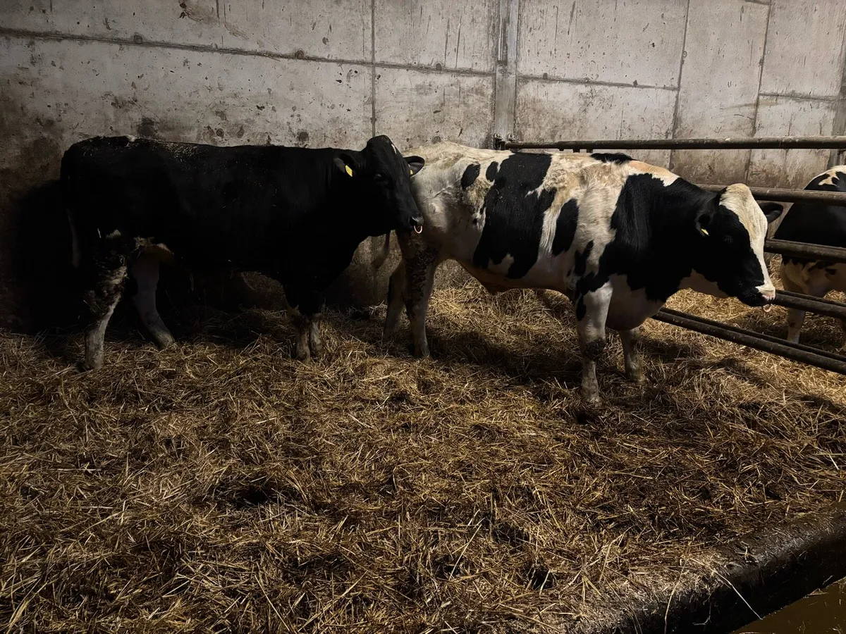 Pedigree Holstein Bulls - Image 2