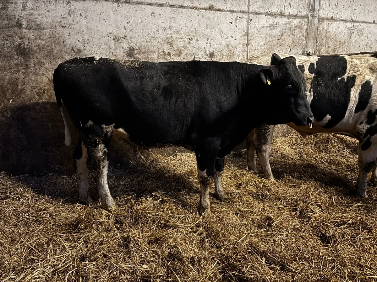 Pedigree Holstein Bulls - Image 3