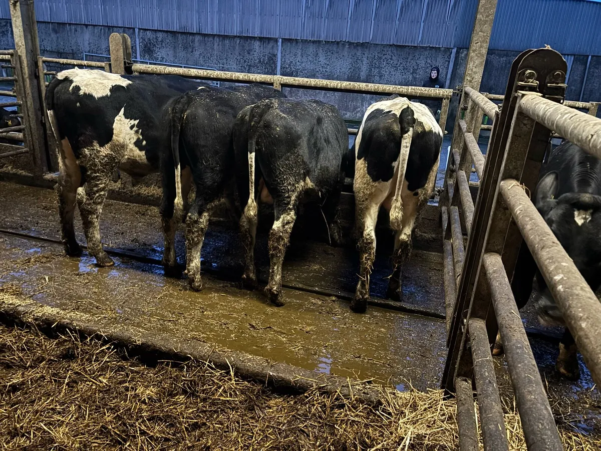 Pedigree Holstein Bulls - Image 4