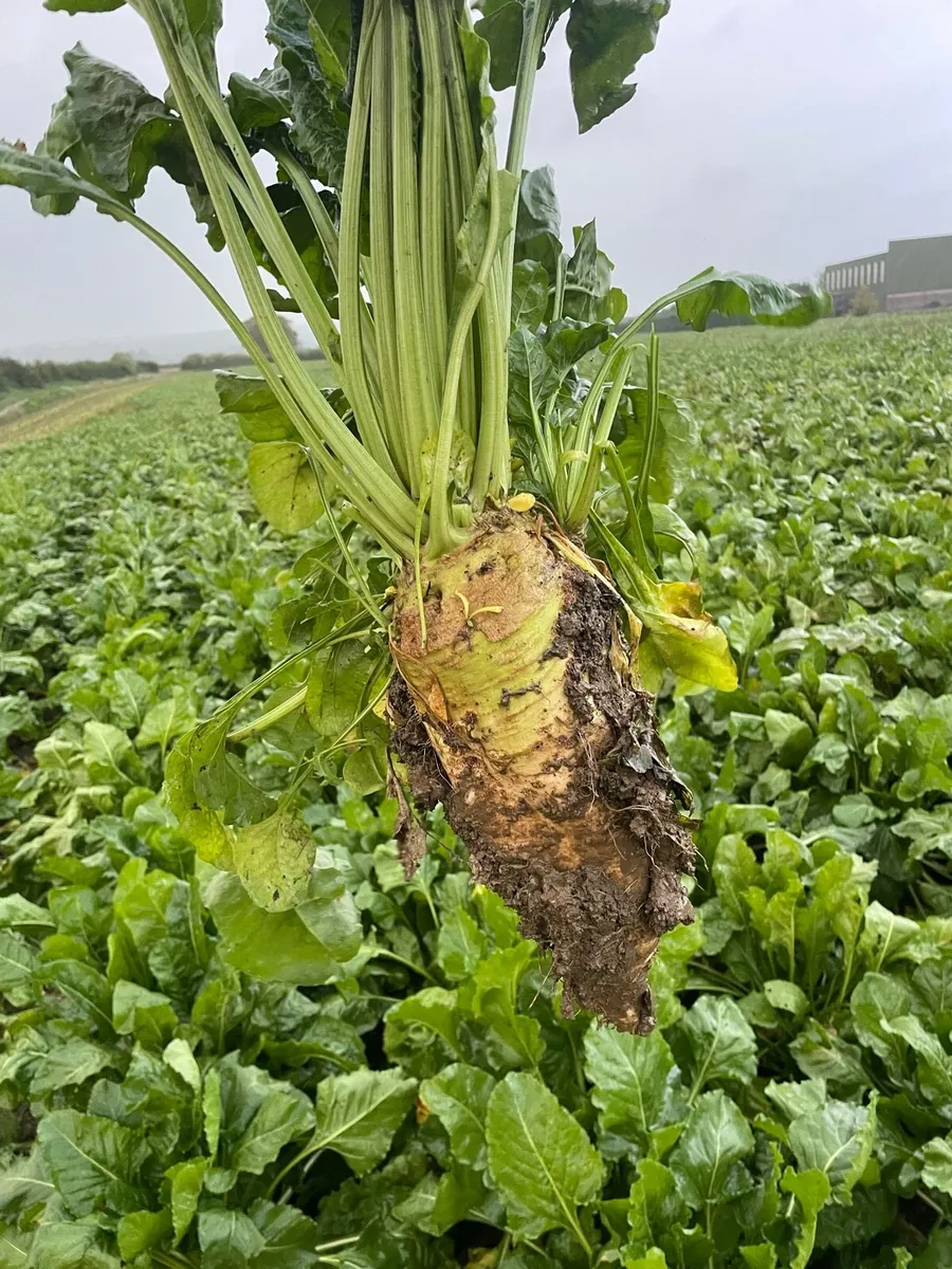Fodder Beet - Image 1