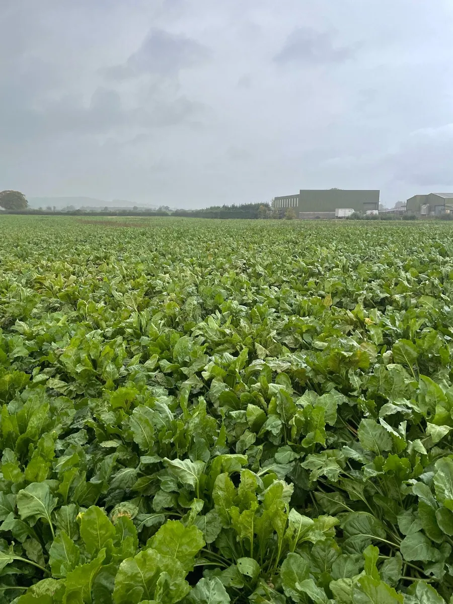 Fodder Beet - Image 2