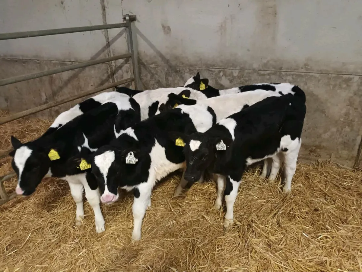 8 FRIESEN BULL CALVES FOR SALE - Image 1