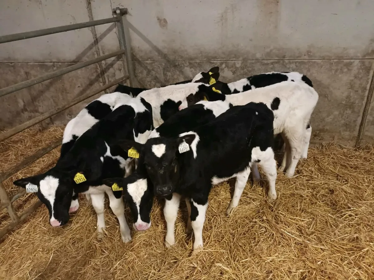 8 FRIESEN BULL CALVES FOR SALE - Image 3