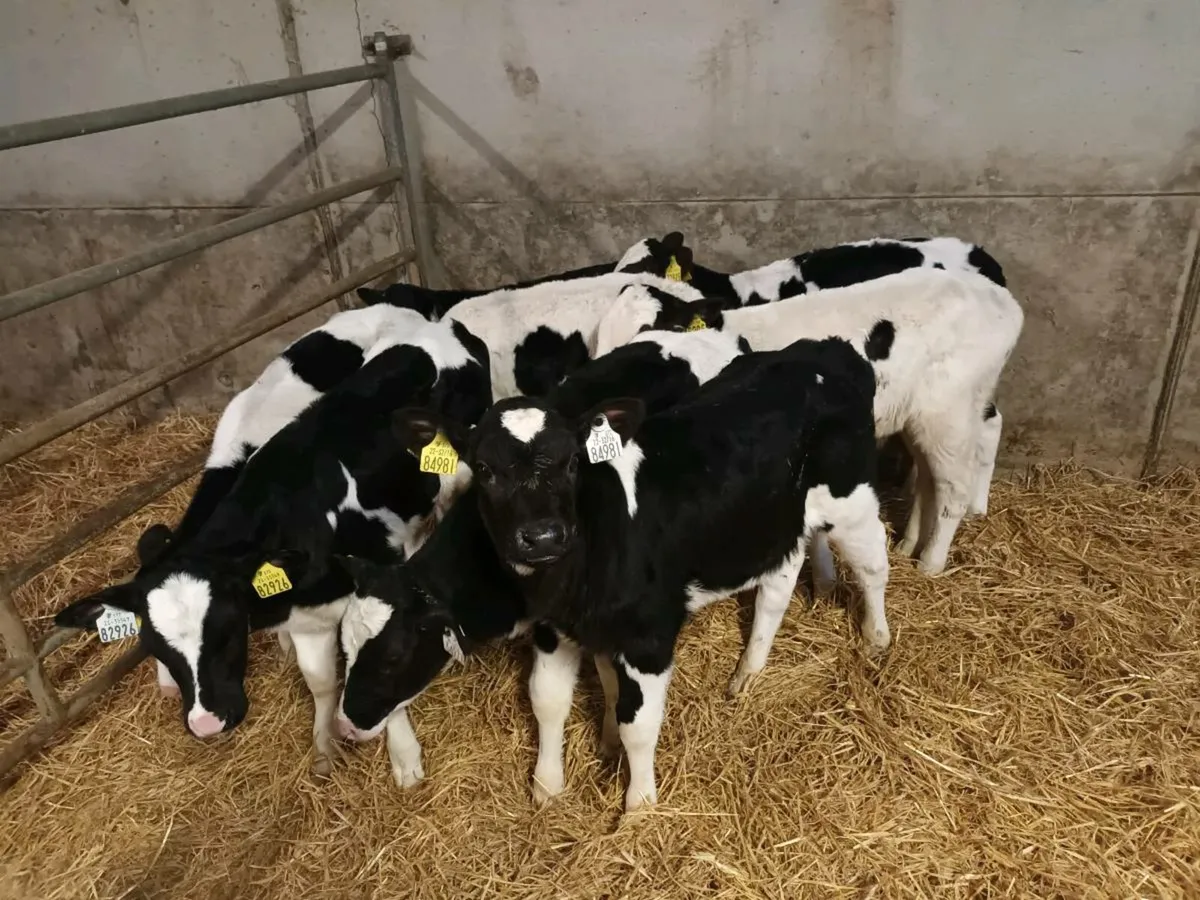 8 FRIESEN BULL CALVES FOR SALE - Image 4