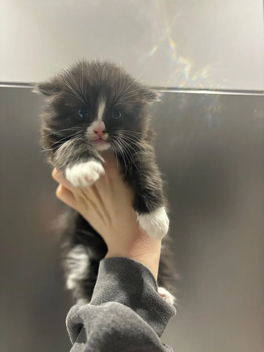 Kitten - Image 1