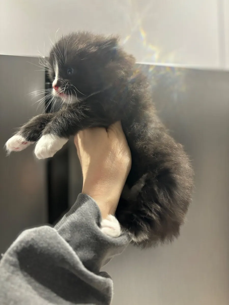 Kitten - Image 2
