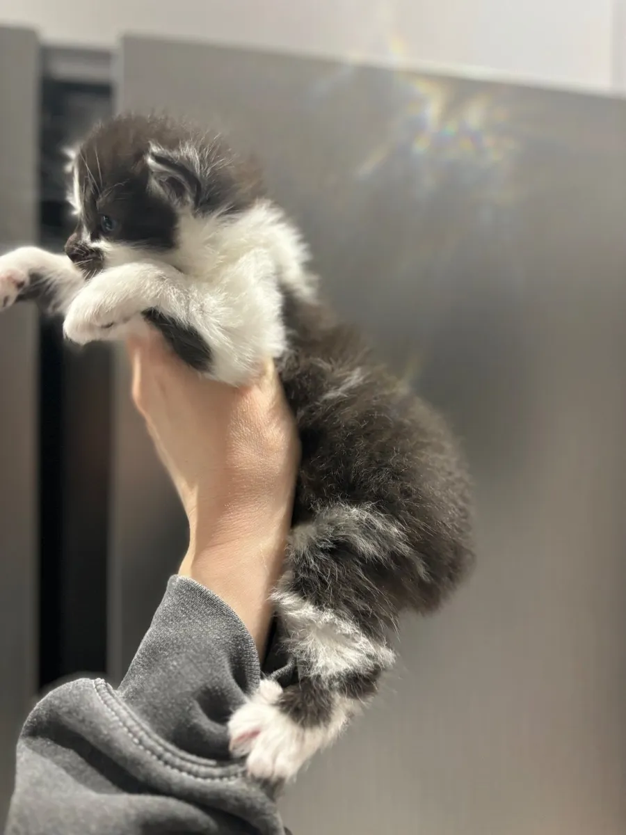Kitten - Image 3