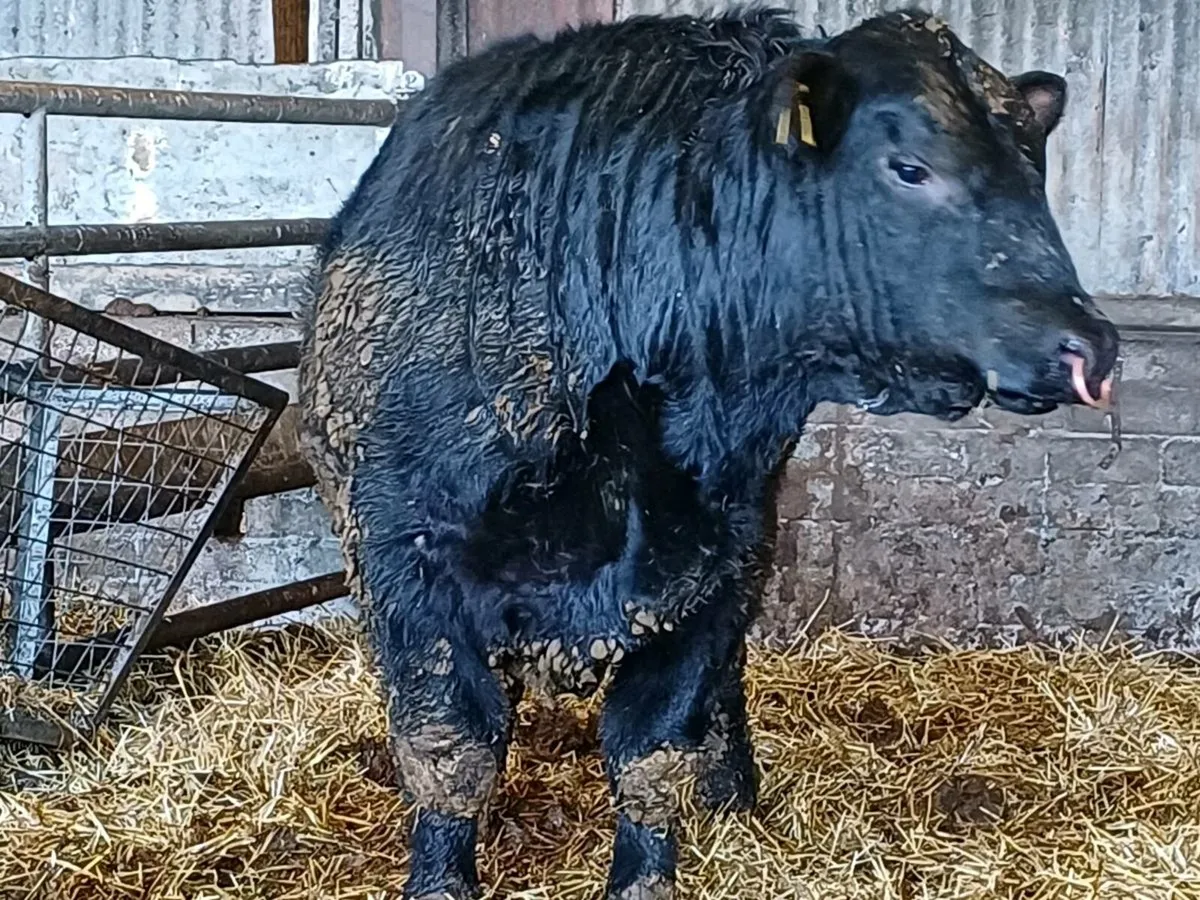 Angus Bull - Image 2