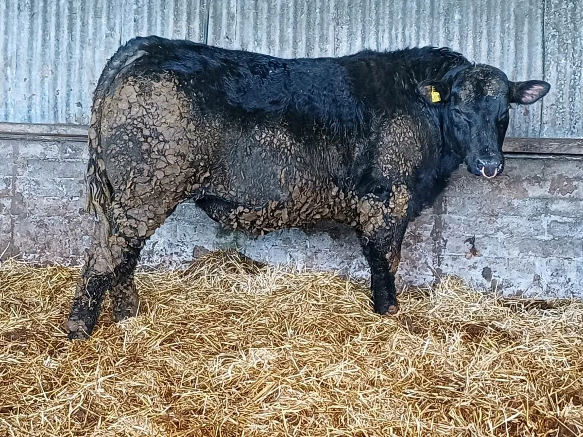 Angus Bull - Image 3