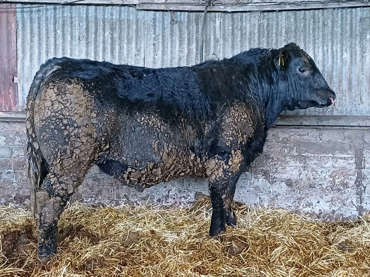 Angus Bull - Image 1