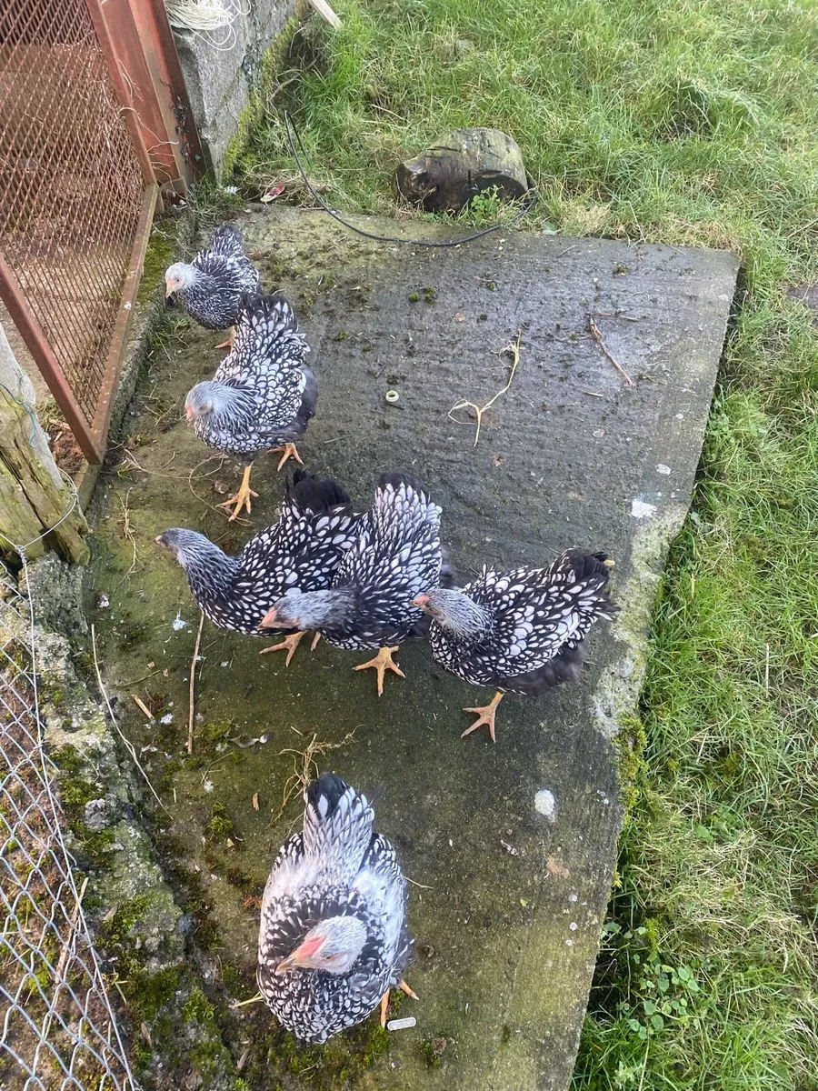 Silver Laced Wyndottes - Image 1