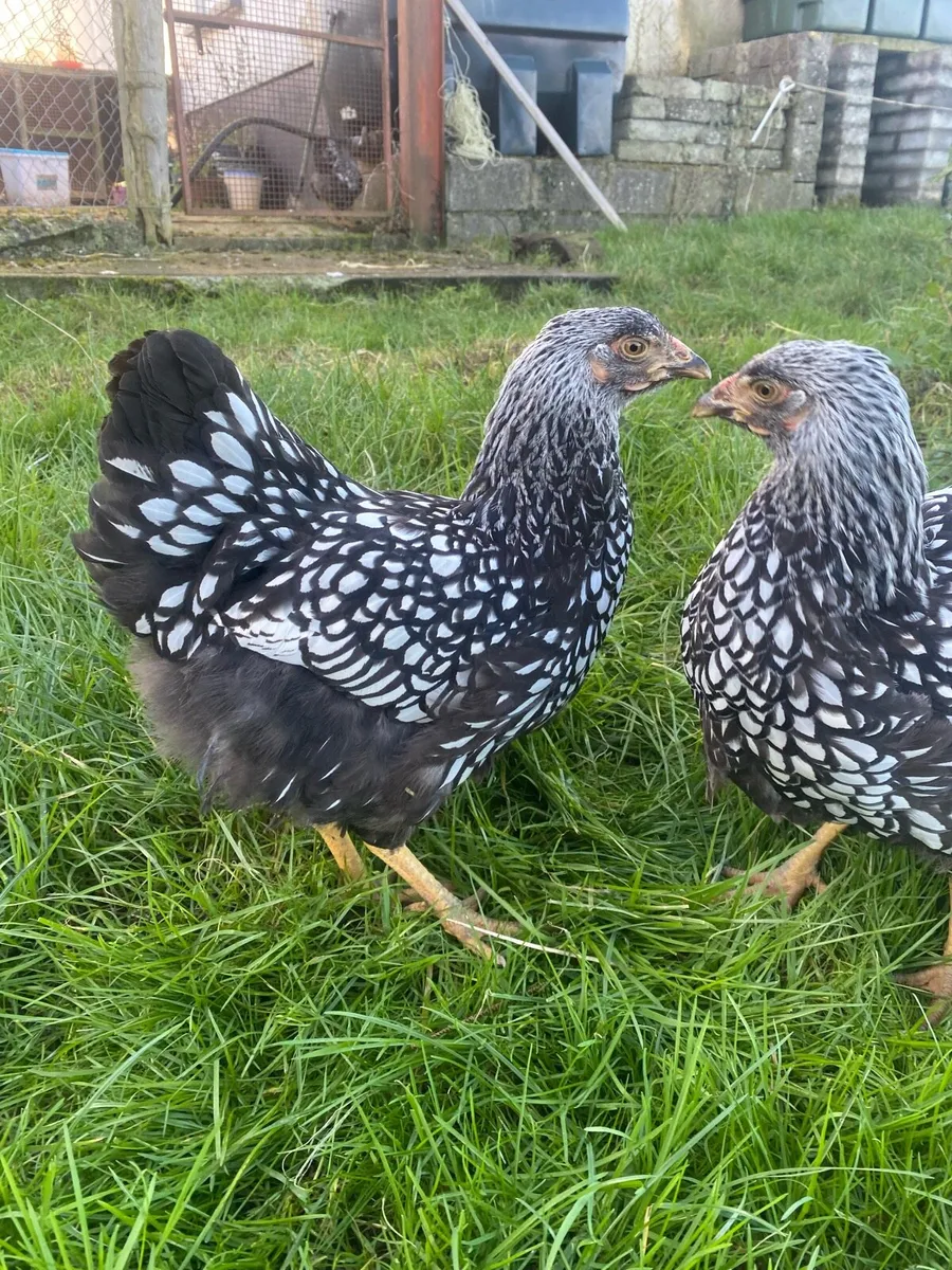Silver Laced Wyndottes - Image 2