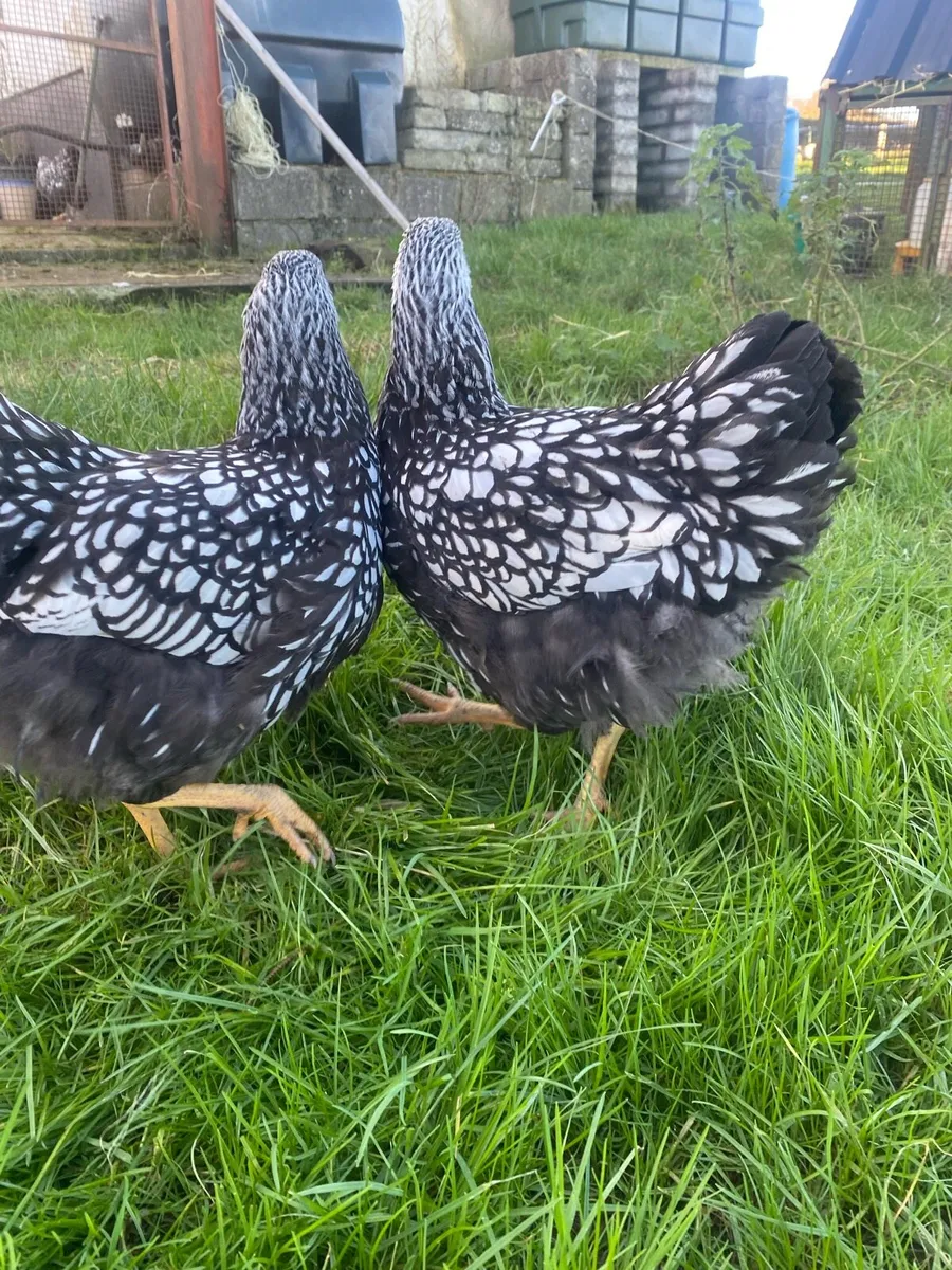 Silver Laced Wyndottes - Image 3