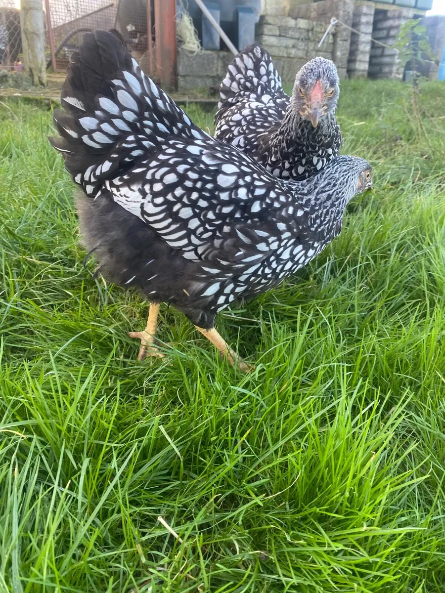 Silver Laced Wyndottes - Image 4