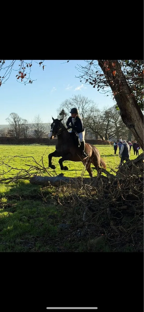 !* Connie x ISH 15.1hh 4yr Mare *! - Image 3