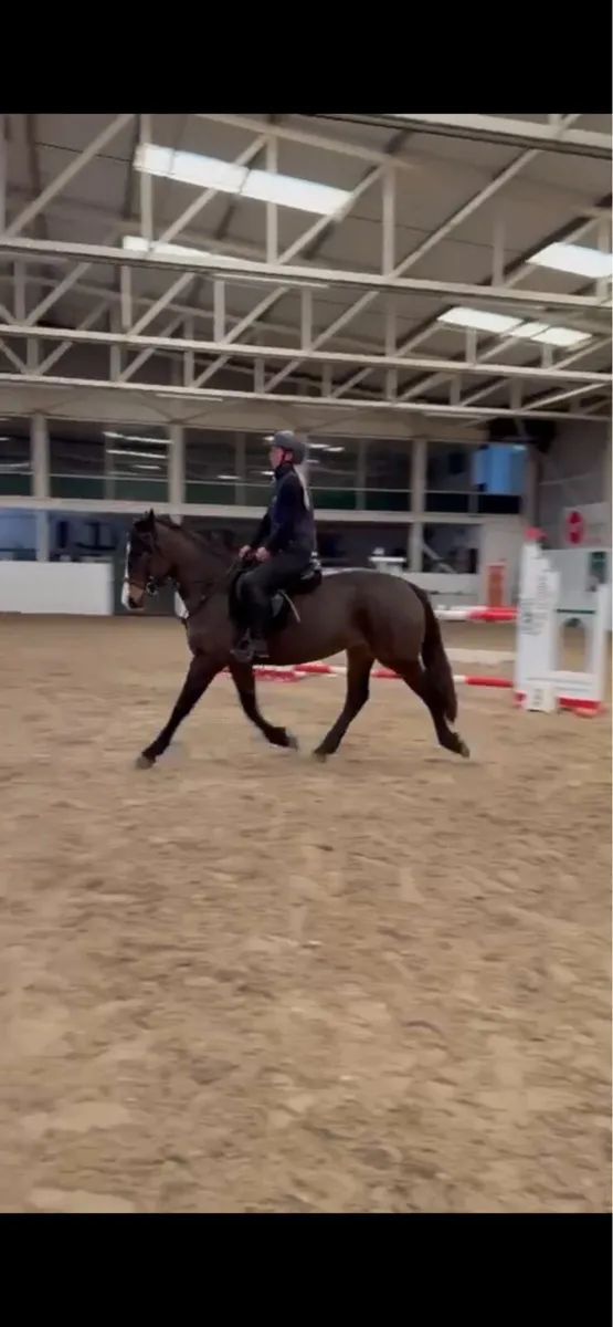 !* Connie x ISH 15.1hh 4yr Mare *! - Image 4