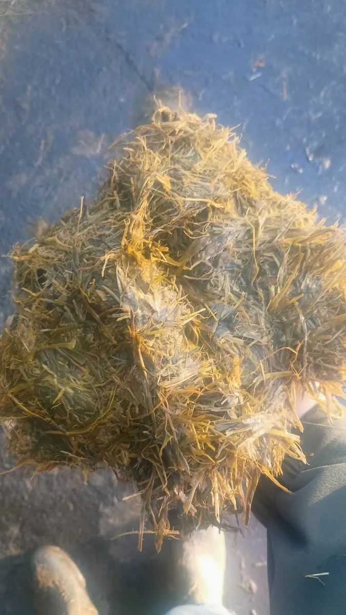 Pit silage - Image 3