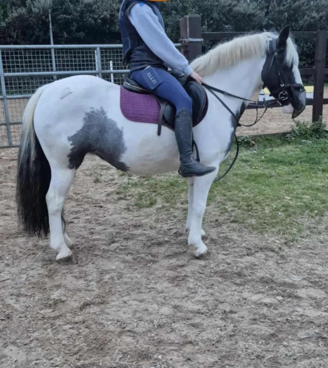 Perfect fun pony - Image 1