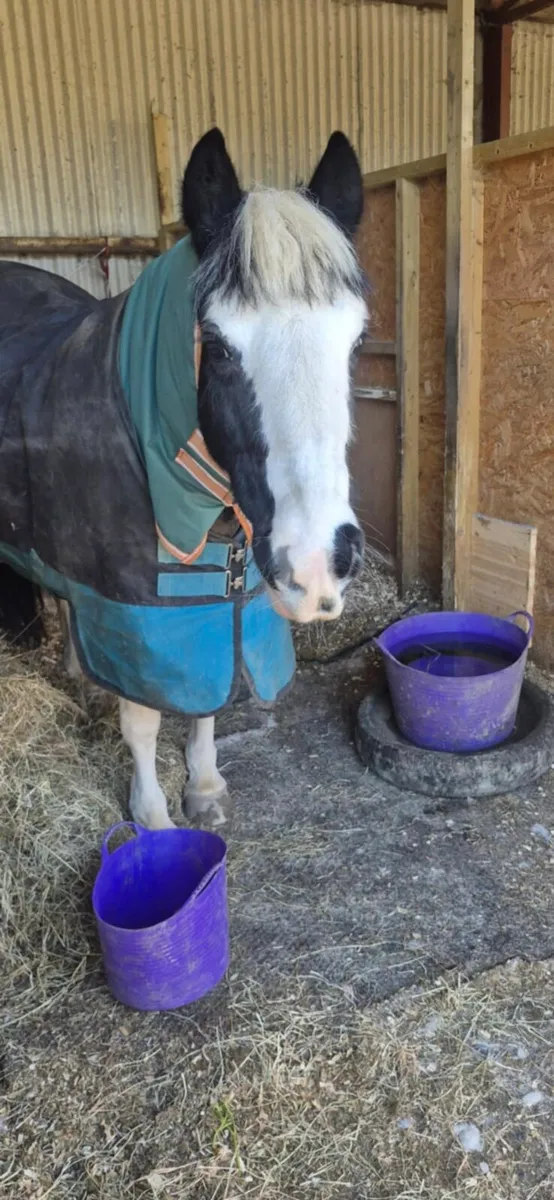 Perfect fun pony - Image 4