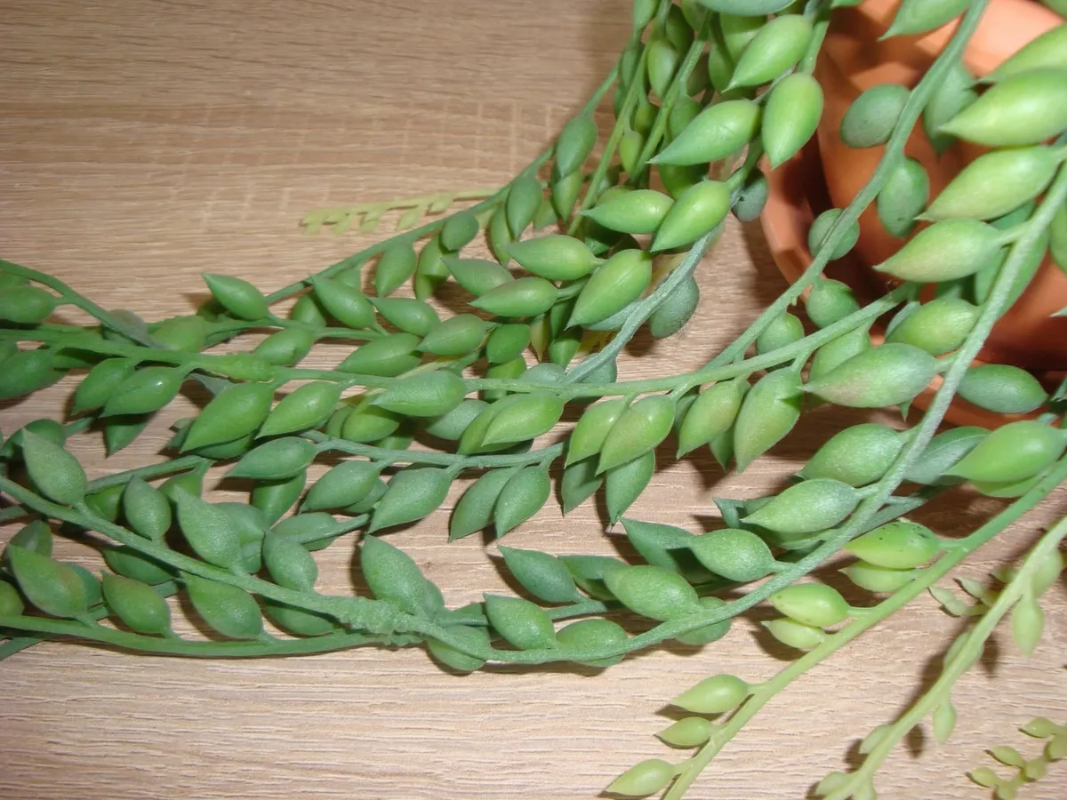 Artificial string of tears plants - Image 4