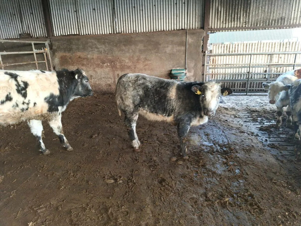 Belgian blue heifers ad bulls - Image 4